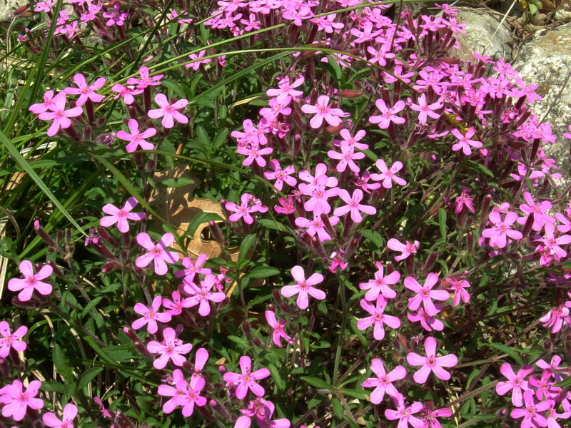 Saponaria ocymoides / Saponaria rossa